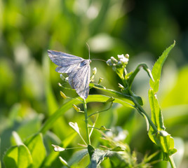 Butterfly on the grass in spring
