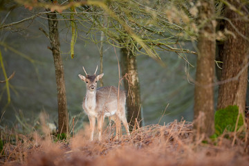 Fallow Deer