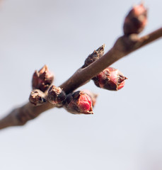flower bud on a tree