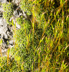 green moss on nature. close-up