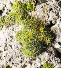 green moss on nature. close-up