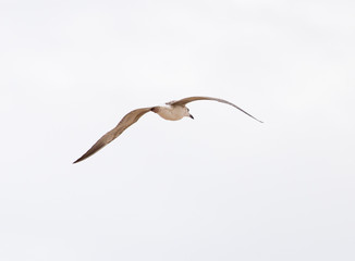 Fototapeta premium seagull flying in the sky