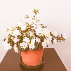 Retro looking White Azalea flower