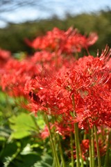 光に照らされた曼珠沙華