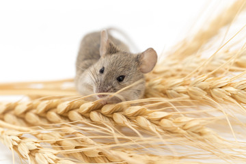Mouse on wheat