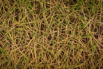 Grands Falls Arizona