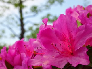 Naklejka premium 青空とツツジ