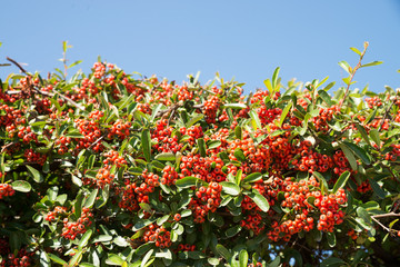 Mastic berries