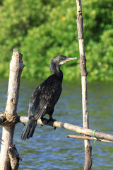 black cormorant