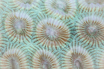 Naklejka premium Coral Polyps Beginning to Bleach