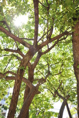 日差しと木漏れ日