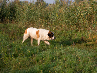 St. Bernard dog