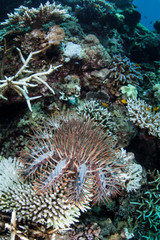 Naklejka na ściany i meble Crown of Thorns Starfish Feeding on Corals