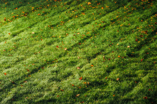 green lawn textured background