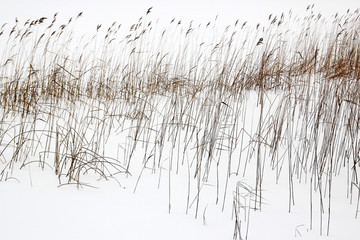 The stems on the background of the winter lake