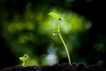 Young plant growing on soil