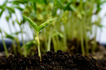 Young plant growing on soil