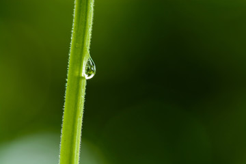 Water dew drop