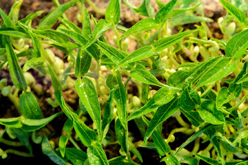 Young plant growing on soil