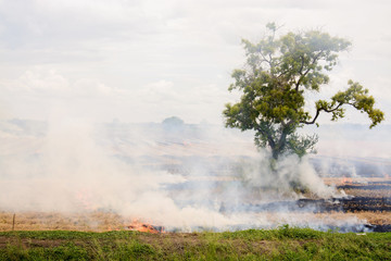 Fire burn on the dry straw on rice field