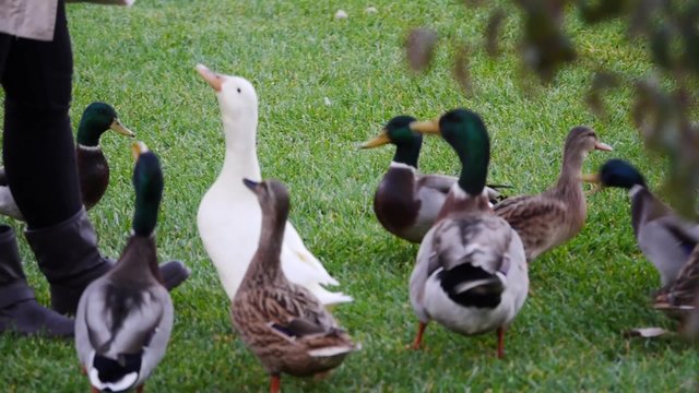 mujer dando de comer a muchos patos