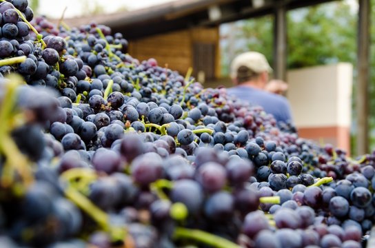 Vendemmia, raccolto di grappoli di uva rossa in veneto a Verona