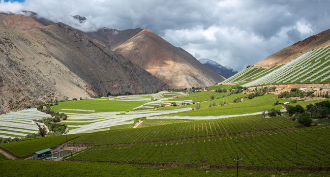 Spring Vineyard in the Elqui Valley, Andes, Chile