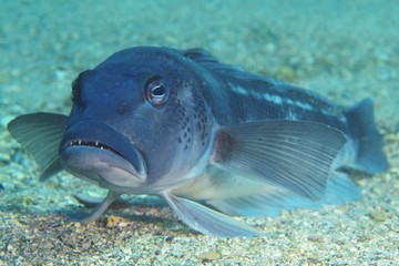 Blue cod Parapercis colias in the marine reserve of Goat Island near leigh new Zealand.
