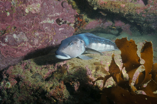 Blue cod Parapercis colias in the marine reserve of Goat Island near leigh new Zealand.