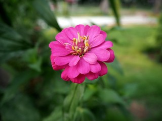 flowers in the garden,