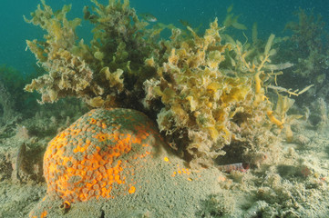 Orange boring sponge partially covered with silt on the bottom of Mahurangi Harbour.