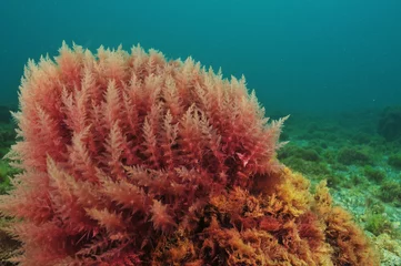 Bush of red algae moving in turbid water © Daniel Poloha