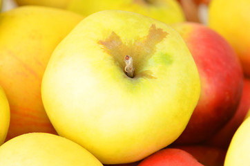 Pipe green and red apple, close up, DOF