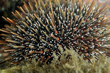 Common sea urchin Evechinus chloroticus in short algae.