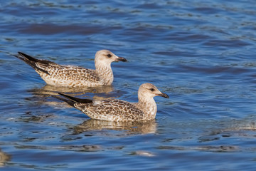 Couple of Heuglin's Gull (Larus heuglini) in nature of Thailand