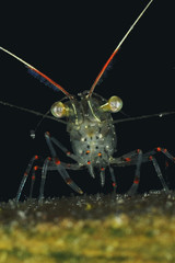 A close-up portrait of common shrimp Palaemon affinis.