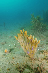 A bush of used-to-be purple finger sponge on the silty bottom of mahurangi Harbour.