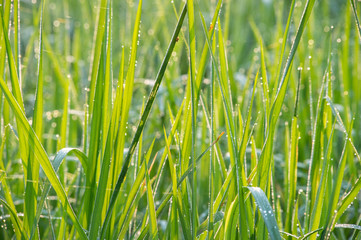 dew drop on grass