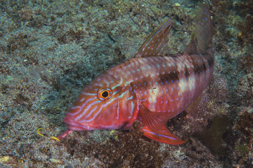 Obraz na płótnie Canvas Goatfish Upeneichthys porosus in beautiful almost tropical colours scanning sandy bottom with its barbels for food