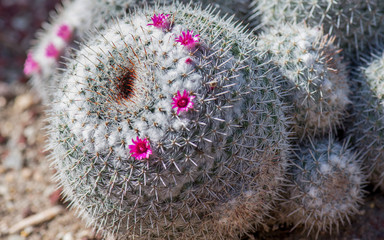 Cactus