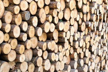 Red Pine (Pinus resinosa) Log End Detail