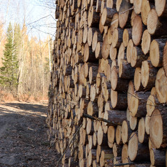 Red Pine (Pinus resinosa) Pulp Piled Along Logging Road