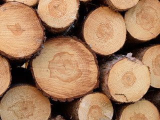 End View of Norway Pine (Pinus resinosa) Bolts