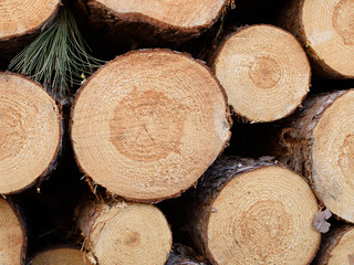 Freshly Cut Red Pine (Pinus resinosa)