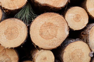 Freshly Cut Norway Pine (Pinus resinosa)