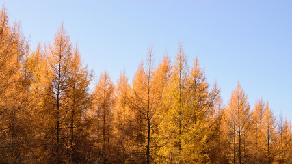 Tamarack (Larix laricina) Showing Fall Colors