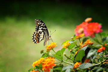 Fototapeta na wymiar Butterflies and Flowers