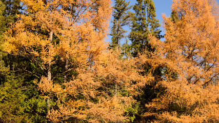 Eastern Larch (Larix laricina) Showing Fall Colors