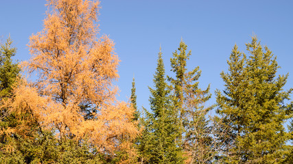 Black Spruce (Picea mariana) and Tamarack (Larix laricina) in Fall