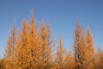 Golden Tamarack (Larix laricina) on Sunny Fall Day